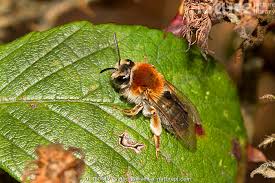 Attēlu rezultāti vaicājumam “Andrena haemorrhoa female”