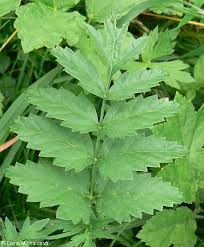 Image result for Pimpinella major
