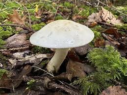 Attēlu rezultāti vaicājumam “Amanita citrina”