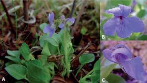 Attēlu rezultāti vaicājumam “Viola rupestris bud”