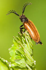 Attēlu rezultāti vaicājumam “Schizotus pectinicornis larva”