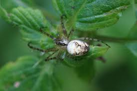 Attēlu rezultāti vaicājumam “Metellina segmentata”