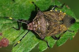 Attēlu rezultāti vaicājumam “Troilus luridus”