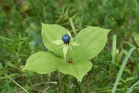Attēlu rezultāti vaicājumam “Paris quadrifolia”
