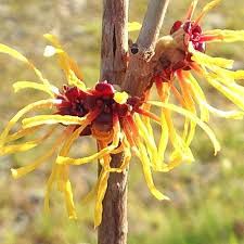 Attēlu rezultāti vaicājumam “Hamamelis mollis flower”