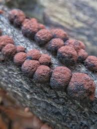 Attēlu rezultāti vaicājumam “Hypoxylon fragiforme / howeianum”