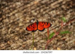 Attēlu rezultāti vaicājumam “Clossiana selene underside”