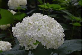 Attēlu rezultāti vaicājumam “Hydrangea arborescens subsp. discolor flower”