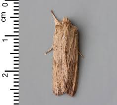 Attēlu rezultāti vaicājumam “Thyatira batis larva”