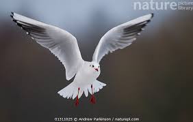 Image result for Chroicocephalus ridibundus