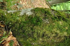 Attēlu rezultāti vaicājumam “Dicranum viride”