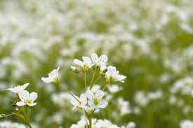 Attēlu rezultāti vaicājumam “Cardamine amara flower”