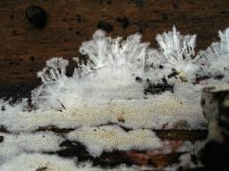 Attēlu rezultāti vaicājumam “Trechispora mollusca”