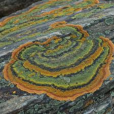 Attēlu rezultāti vaicājumam “Rhizocarpon geographicum”