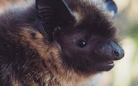 Attēlu rezultāti vaicājumam “Eptesicus nilssonii”