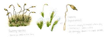 Attēlu rezultāti vaicājumam “Campylium stellatum sporophyte”