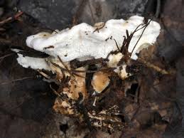 Attēlu rezultāti vaicājumam “Sistotrema confluens”