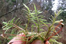 Attēlu rezultāti vaicājumam “Cirriphyllum piliferum sporophyte”
