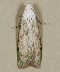 Attēlu rezultāti vaicājumam “Aphomia sociella female”