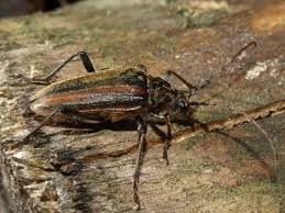 Attēlu rezultāti vaicājumam “Oxymirus cursor female”