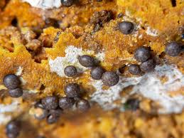 Attēlu rezultāti vaicājumam “Diderma radiatum”