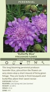 Image result for Scabiosa col.`Butterfly Blue`
