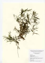 Attēlu rezultāti vaicājumam “Potamogeton gramineus”