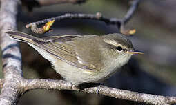 Attēlu rezultāti vaicājumam “Phylloscopus trochiloides adult”
