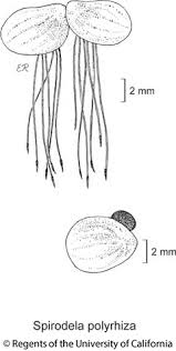 Attēlu rezultāti vaicājumam “Spirodela polyrhiza”