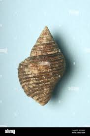 Attēlu rezultāti vaicājumam “Postia undosa”