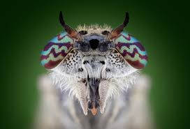 Attēlu rezultāti vaicājumam “Licea minima macro”