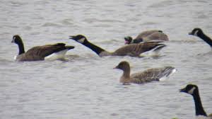 Image result for Anser brachyrhynchus