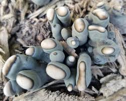 Attēlu rezultāti vaicājumam “Xylaria polymorpha”