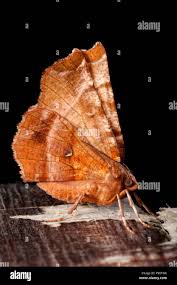 Attēlu rezultāti vaicājumam “Selenia dentaria”