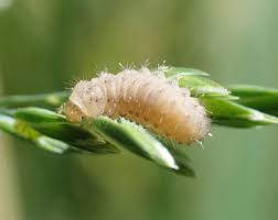 Attēlu rezultāti vaicājumam “Phronia sp. larva”