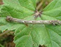 Attēlu rezultāti vaicājumam “Crocallis elinguaria larva”
