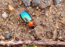 Attēlu rezultāti vaicājumam “Lebia chlorocephala”