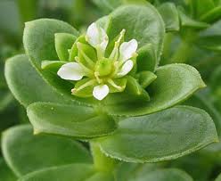 Attēlu rezultāti vaicājumam “Honckenya peploides bud”