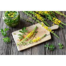 Attēlu rezultāti vaicājumam “Agrimonia eupatoria fruit”