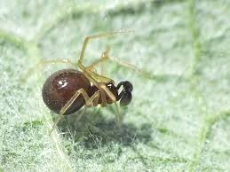 Attēlu rezultāti vaicājumam “Neottiura bimaculata”