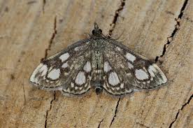 Attēlu rezultāti vaicājumam “Anania coronata”