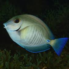 Image result for Acanthurus chirurgus