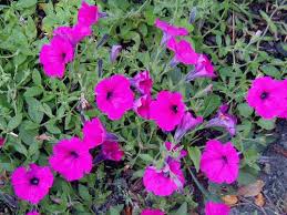 Image result for Petunia