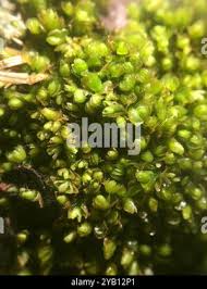 Attēlu rezultāti vaicājumam “Mylia anomala”