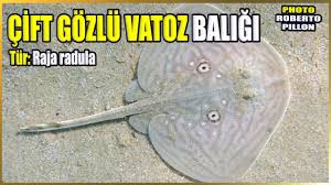 Image result for Raja radula