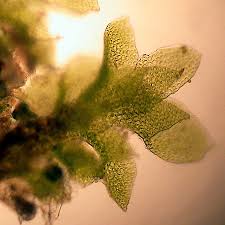 Attēlu rezultāti vaicājumam “Scapania apiculata”