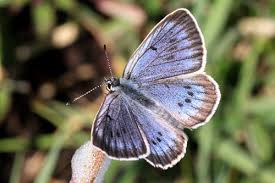 Attēlu rezultāti vaicājumam “Maculinea teleius underside”