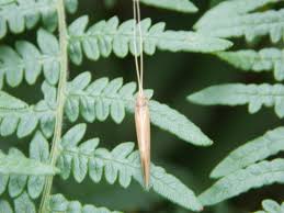 Attēlu rezultāti vaicājumam “Oecetis ochracea”