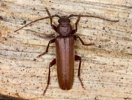 Attēlu rezultāti vaicājumam “Criocephalus rusticus”