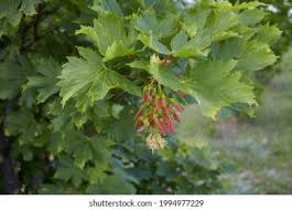 Attēlu rezultāti vaicājumam “Acer pseudoplatanus fo. purpurascens flower”